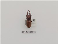 藏品(細身赤鍬形蟲)的圖片